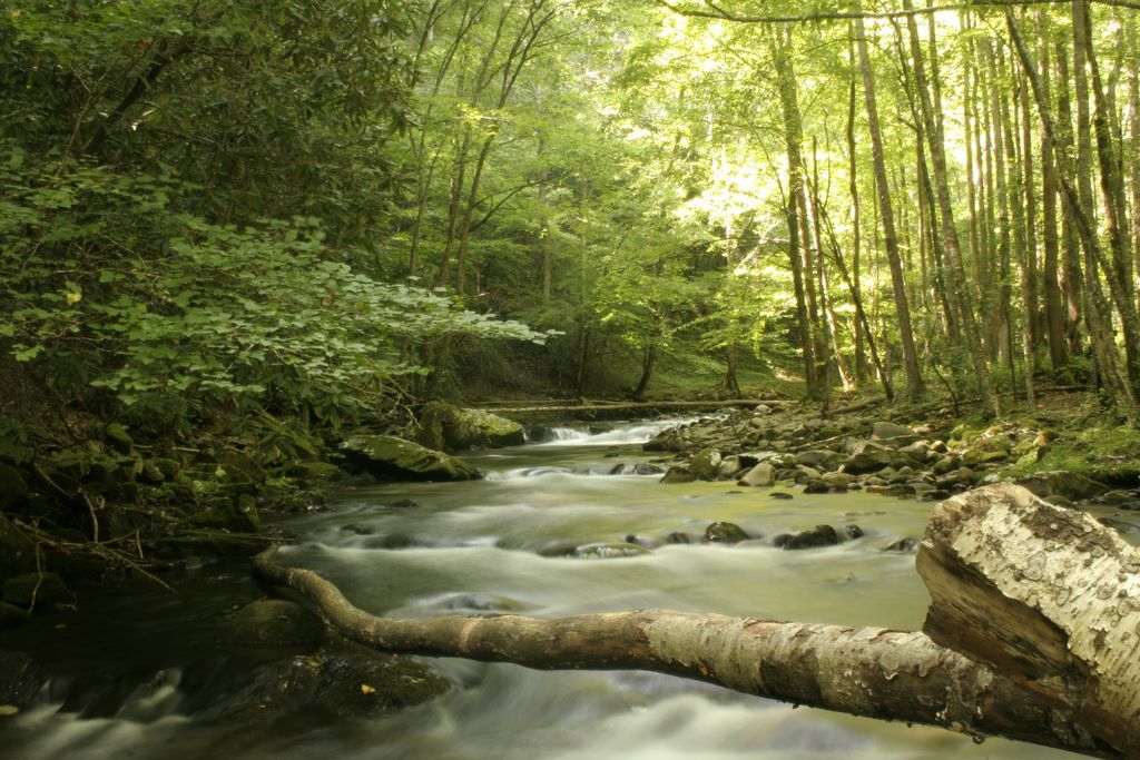 Bradley Fork - Tributary of the Oconaluftee River in the Great Smoky Mountains National Park