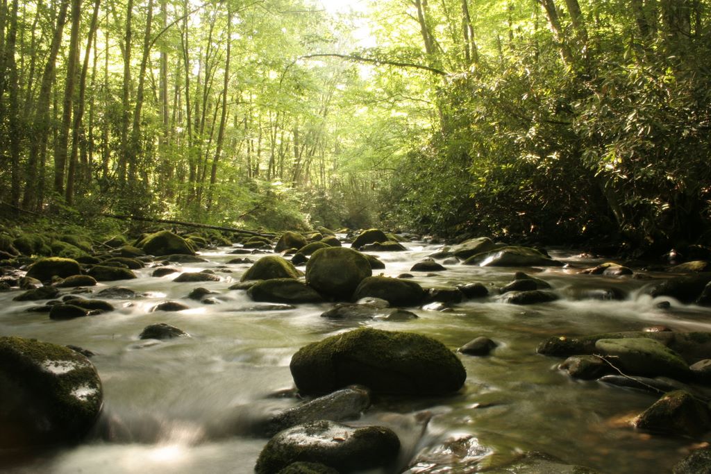 Bradley Fork - Great Smoky Mountains National Park - tributary of the Oconaluftee River