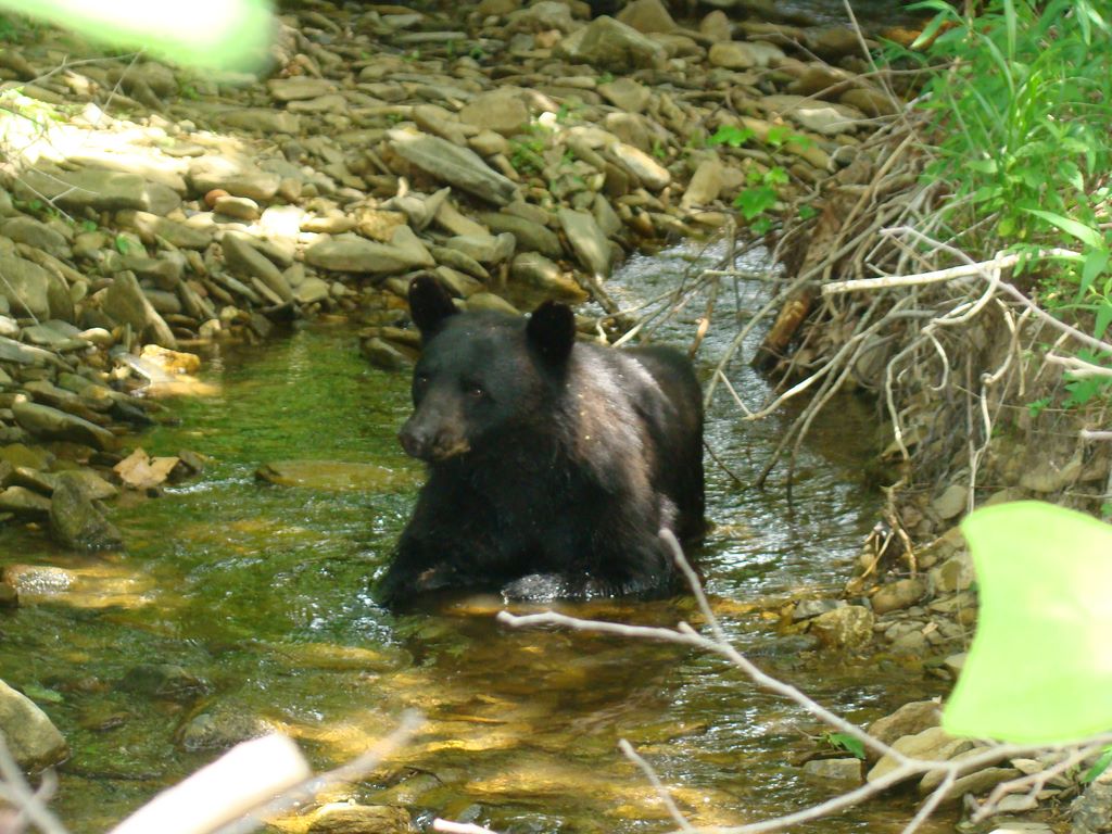 Bear yearling in creek at Cades Cove - photograph by Jay Fradd on July 4, 2009