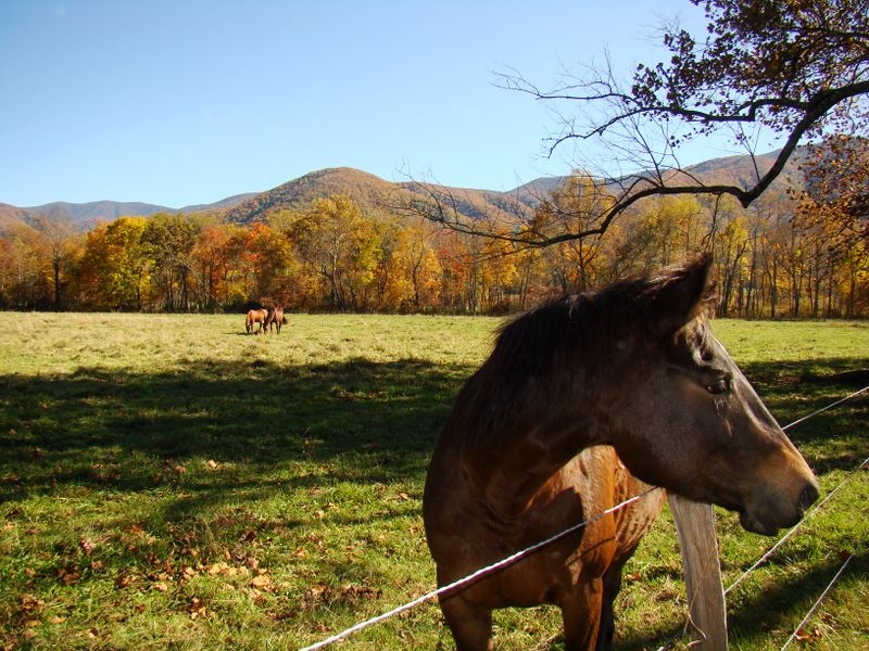 Cades Cove - Sparks Lane - horse in the pasture