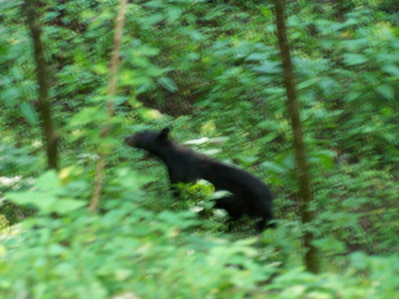 Black Bear off Rich Mountain Road In Cades Cove