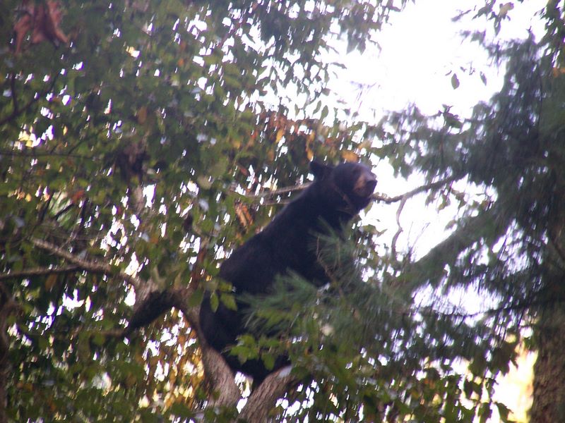 Black Bear In A Tree In Cades Cove - Great Smoky Mountains National Park
