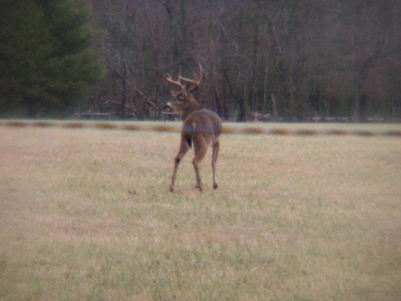 Large Buck in a field in Cades Cove. It is not uncommon to see up to 100 deer in the fields of Cades Cove!