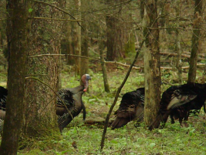 Wild Turkey in Cades Cove - Check out that beard!!!