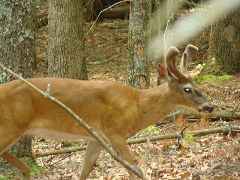Buck in velvet - Cades Cove - Great Smoky Mountains National Park