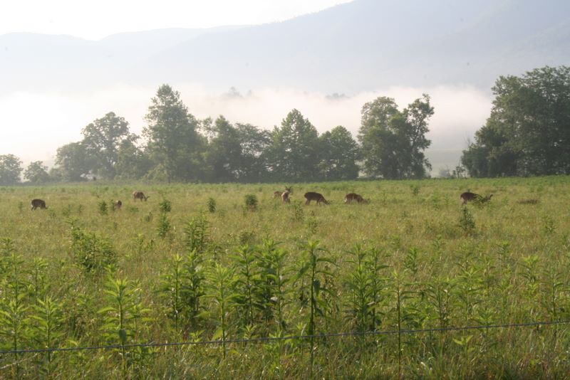 Deer In A Field At Morning Rise In Cades Cove