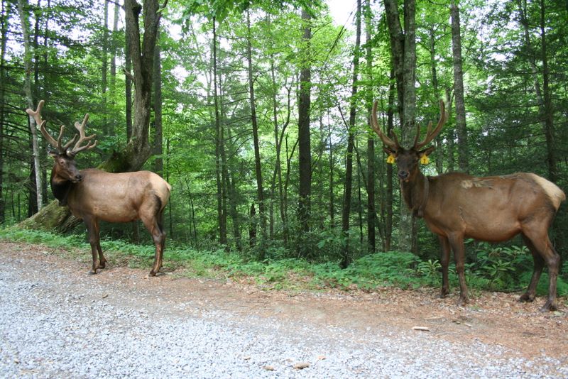 Two bull elk standing in the road in the Cataloochee area of the Great Smoky Mountains National Park. We had been fishing most of the morning and were headed out of Cataloochee to head up to Big Creek and we nearly ran into these monsters as we were rounding the bend!