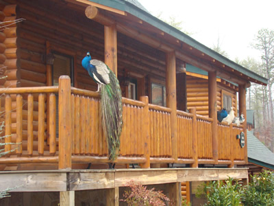 Peacock on a log cabin railing in Covered Bridge Resort