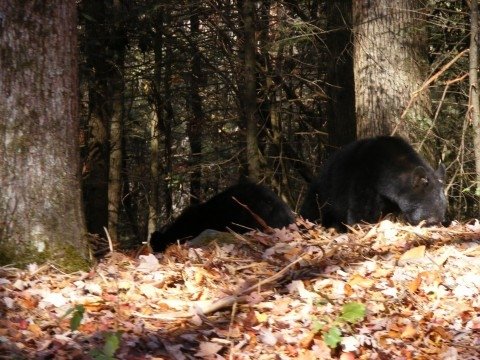 Sam Justus sees bear in Cades Cove on Brooke and Jay's Wedding Day 11/8/2008 and says to the tourists while in a bear jam 