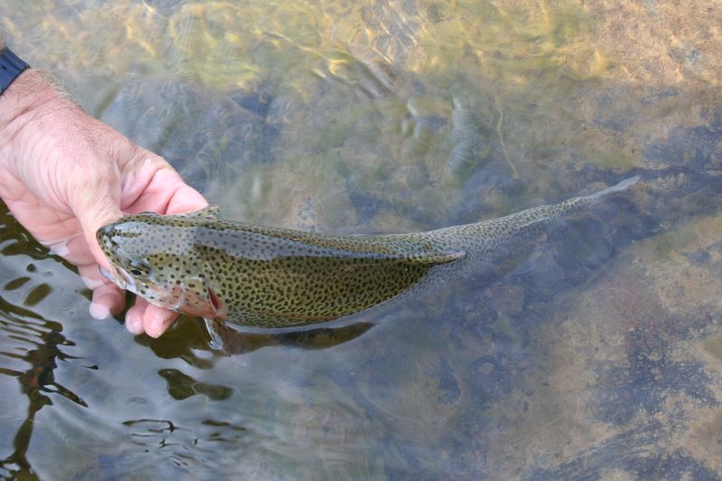Large trout caught